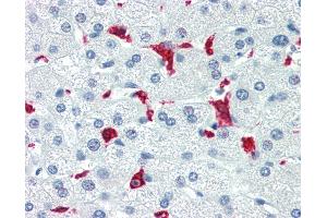 Anti-HMOX1 / Heme Oxygenase 1 antibody IHC of human liver.