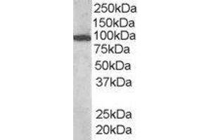 ABIN2560712 (1µg/ml) staining of human bone marrow lysate (35µg protein in RIPA buffer). (VAV3 Antikörper  (Internal Region))