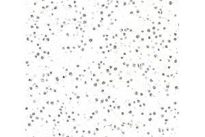 Immunocytochemistry (ICC) image for anti-AT Rich Interactive Domain 1B (SWI1-Like) (ARID1B) (AA 1425-1475) antibody (ABIN7795694) (Rekombinanter ARID1B Antikörper  (AA 1425-1475))