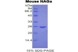 SDS-PAGE (SDS) image for N-Acetylgalactosaminidase, alpha (NAGA) (AA 218-415) protein (His tag) (ABIN1877819) (NAGA Protein (AA 218-415) (His tag))