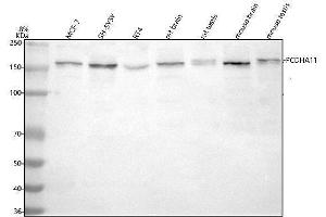 anti-Protocadherin alpha 11 (PCDHA11) (AA 163-324) antibody
