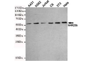 Western blot detection of hHR23b in A431,K562,Jurkat,C6,3T3 and Hela cell lysates using hHR23b mouse mAb (1:1000 diluted). (RAD23B Antikörper)