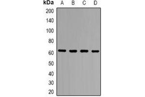 Western blot analysis of ZNF498 expression in Hela (A), HEK293T (B), PC12 (C), COS7 (D) whole cell lysates.