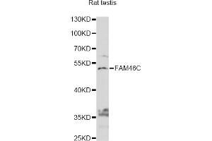 Western blot analysis of extracts of rat teatis, using FAM46C antibody (ABIN6292917) at 1:1000 dilution. (FAM46C Antikörper)
