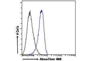 (ABIN185613) Flow cytometric analysis of paraformaldehyde fixed K562 cells (blue line), permeabilized with 0. (STAM2 Antikörper  (Internal Region))