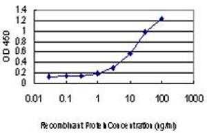 Detection limit for recombinant GST tagged TFAP2A is approximately 1ng/ml as a capture antibody. (TFAP2A Antikörper  (AA 99-205))