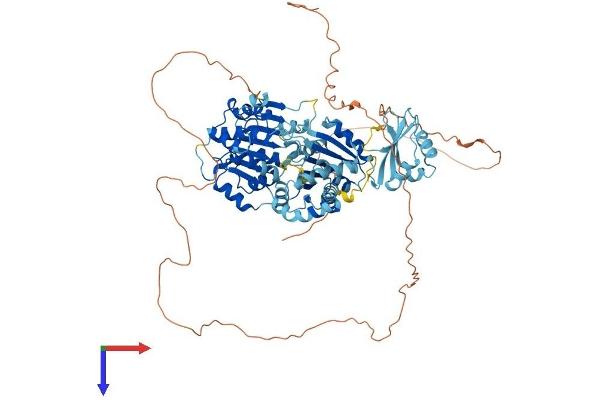 DDX21 Protein (AA 1-783) (His tag)