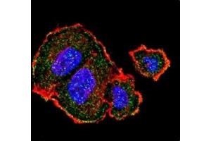 Immunofluorescence (IF) image for anti-Tuberous Sclerosis 2 (TSC2) (pSer939) antibody (ABIN3029774)