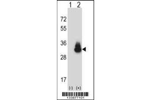 Western blot analysis of CEACAM3 using rabbit polyclonal CEACAM3 Antibody using 293 cell lysates (2 ug/lane) either nontransfected (Lane 1) or transiently transfected (Lane 2) with the CEACAM3 gene.