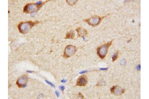 Anti-PPID antibody, IHC(P) IHC(P): Rat Brain Tissue (PPID Antikörper  (C-Term))