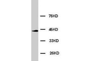 Western blot analysis of HeLa cell lysate. (ERK2 Antikörper  (N-Term))
