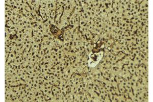 ABIN6278360 at 1/100 staining Mouse liver tissue by IHC-P. (FUS Antikörper  (C-Term))