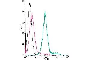Cell surface detection of β1-Adrenergic Receptor by direct flow cytometry in live intact mouse J774 macrophage cells: + Rabbit IgG isotype control-FITC.
