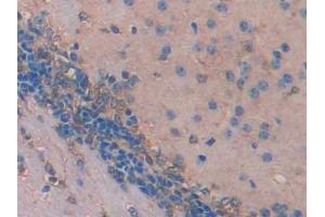 IHC-P analysis of Mouse Cerebrum Tissue, with DAB staining. (IDS Antikörper  (AA 180-448))