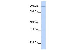 AOC2 antibody (retina specific) used at 1 ug/ml to detect target protein. (AOC2 Antikörper)