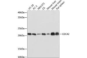 Western blot analysis of extracts of various cell lines, using CDC42 antibody (ABIN7266256) at 1:1000 dilution.