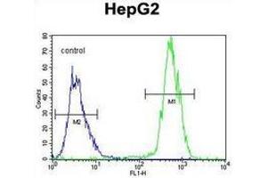 Flow cytometric analysis of HepG2 cells (right histogram) compared to a negative control cell (left histogram) using PRRT1  Antibody , followedf by FITC-conjugated goat-anti-rabbit secondary antibodies. (PRRT1 Antikörper  (Middle Region))