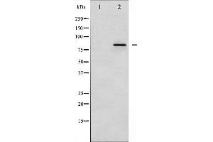 Western blot analysis of STAT3 phosphorylation expression in HeLa whole cell lysates,The lane on the left is treated with the antigen-specific peptide. (STAT3 Antikörper  (pTyr705))
