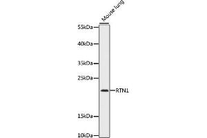 Western blot analysis of extracts of mouse lung, using RTN1 antibody (ABIN7269928) at 1:1000 dilution. (Reticulon 1 Antikörper  (AA 80-340))