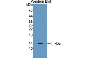 PLOD3 Antikörper  (AA 647-738)