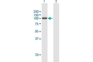 Western Blot analysis of HERC3 expression in transfected 293T cell line by HERC3 MaxPab polyclonal antibody. (HERC3 Antikörper  (AA 1-1050))