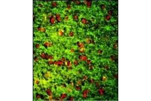 Immunofluorescence analysis of DPT Antibody (Center) with paraffin-embedded human brain tissue.