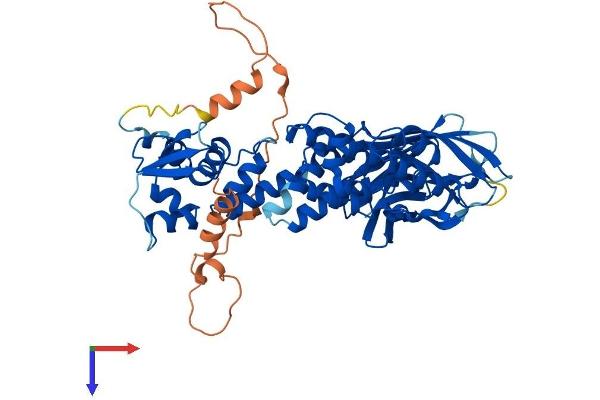 BTBD3 Protein (AA 1-522) (His tag)