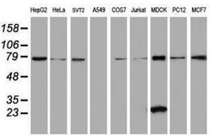 Image no. 2 for anti-Chromosome 21 Open Reading Frame 56 (C21orf56) antibody (ABIN1497041) (C21ORF56 Antikörper)