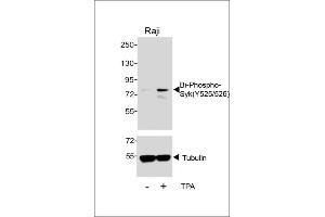 Western blot analysis of lysates from Raji cell line, untreated or treated with T, 200nM, 30 min, using 457167101 (ABIN389670 and ABIN2850453) (upper) or Tubulin (lower). (SYK Antikörper  (pTyr525, pTyr526))