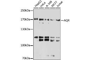 Western blot analysis of extracts of various cell lines, using AQR antibody. (AQR Antikörper)