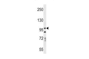 PCDH7 Antibody (C-term) (ABIN656256 and ABIN2845572) western blot analysis in A549 cell line lysates (35 μg/lane). (PCDH7 Antikörper  (C-Term))