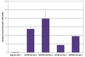 RNA pol II CTD phospho Ser2 antibody (mAb) tested by ChIP. (Rpb1 CTD Antikörper  (pSer2, Ser2))