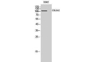 Western Blotting (WB) image for anti-Collagen, Type VI, alpha 2 (COL6A2) (Internal Region) antibody (ABIN3184023)