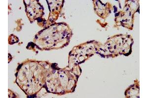 IHC image of ABIN7167453 diluted at 1:300 and staining in paraffin-embedded human placenta tissue performed on a Leica BondTM system. (STRA6 Antikörper  (AA 530-667))