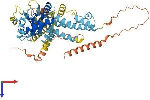 IRGC Protein (AA 1-463) (His tag)