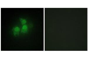 Immunofluorescence analysis of HepG2 cells, using IPPK antibody. (IPPK Antikörper  (N-Term))