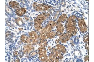 BHMT antibody was used for immunohistochemistry at a concentration of 4-8 ug/ml.