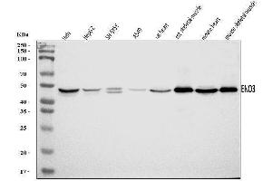 Western blot analysis of ENO3 using anti-ENO3 antibody (ABIN7601973).