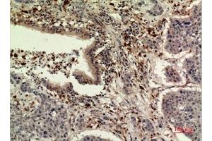 Immunohistochemical analysis of paraffin-embedded human-liver, antibody was diluted at 1:100. (TPO (Internal Region) Antikörper)
