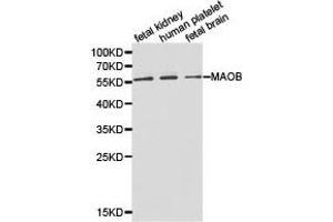 Western Blotting (WB) image for anti-Monoamine Oxidase B (MAOB) antibody (ABIN1873594) (Monoamine Oxidase B Antikörper)