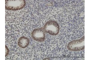 Immunostaining (ISt) image for anti-RNA Binding Motif Protein 39 (RBM39) (AA 423-472) antibody (ABIN564136)