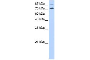 CDC25B antibody used at 0. (CDC25B Antikörper)