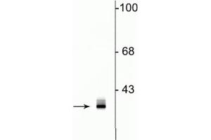 Western blot of rat hippocampal lysate showing specific immunolabeling of the ~35 kDa clavesin protein. (Clavesin 1 Antikörper  (C-Term))