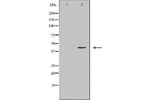 Western blot analysis of K562  using PSMD4 antibody. (PSMD4/ASF Antikörper  (Internal Region))