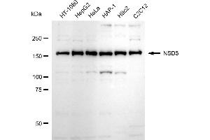 Western blotting analysis using NSD3 antibody (ABIN7800867).