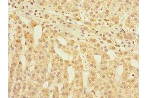 Immunohistochemistry of paraffin-embedded human adrenal gland tissue using ABIN7153881 at dilution of 1:100 (GLP2R Antikörper  (AA 1-180))