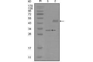 Western blot analysis using SOX2 mouse mAb against truncated Trx-SOX2 recombinant protein (1) and truncated MBP-SOX2(aa1-170) recombinant protein (2).
