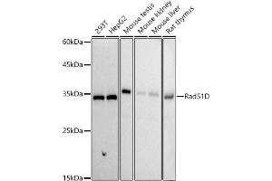 Western blot analysis of extracts of various cell lines, using Rad51D antibody (ABIN7269827) at 1:1000 dilution. (RAD51D Antikörper)