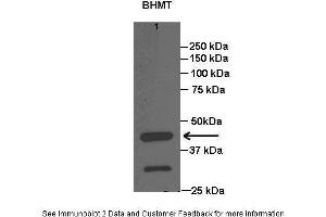 Lanes:   Lane1: 20 ug rat liver lysate  Primary Antibody Dilution:   1:1000  Secondary Antibody:   Anti-rabbit HRP  Secondary Antibody Dilution:   1:15000  Gene Name:   BHMT  Submitted by:   Anonymous (BHMT Antikörper  (C-Term))