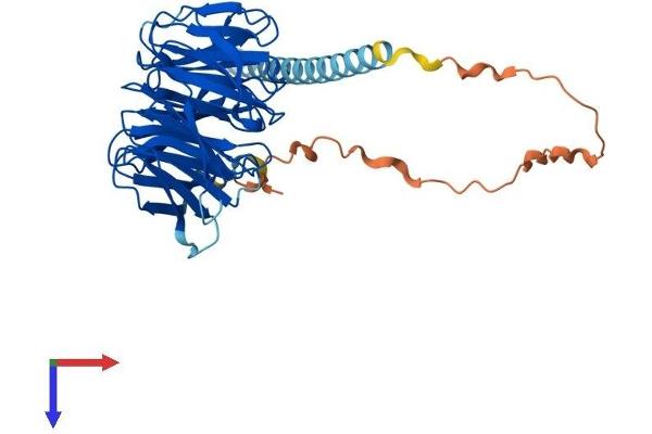POC1A Protein (AA 1-407) (His tag)